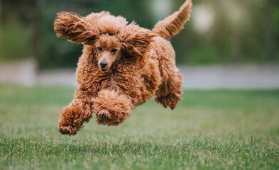 Beautiful red poodle in the colorful summer. Dog in action. Toy poodle 