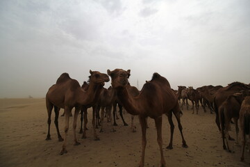 Fototapeta na wymiar A farming area for Camel from the outskirt of Jeddah town, Saudi Arabia