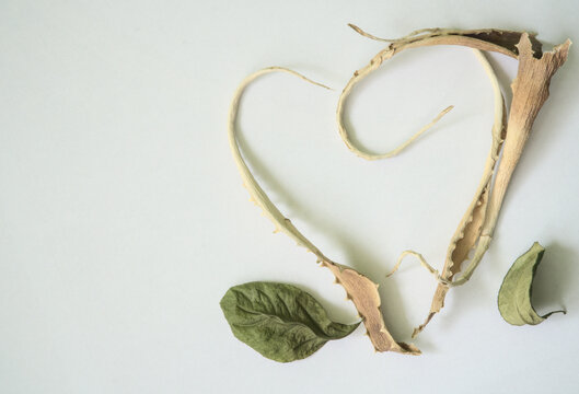 dry aloe leaves arranged in the shape of a heart on a white background with free space for text, a few dried, rolled pieces of leaves sticking out of the corner, the art of arranging