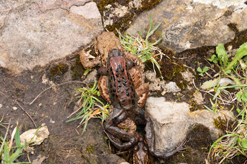 Mating frogs in a small lake in the alps in spring time