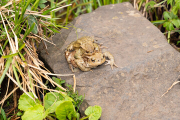 Mating frogs in a small lake in the alps in spring time