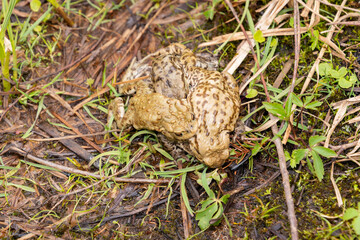 Mating frogs in a small lake in the alps in spring time