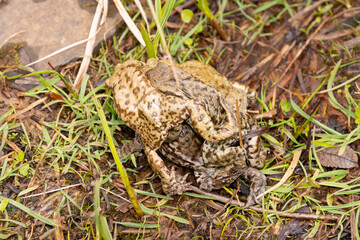 Mating frogs in a small lake in the alps in spring time