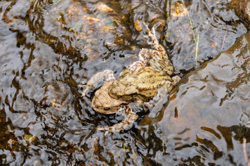Obraz premium Mating frogs in a small lake in the alps in spring time