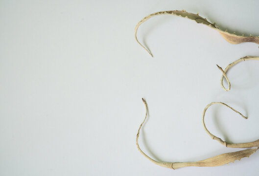 dry aloe leaves arranged in a composition on a white background with free space for text, a few dried, rolled up pieces of leaves sticking out of the corner, the art of arranging