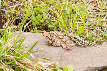 Mating frogs in a small lake in the alps in spring time