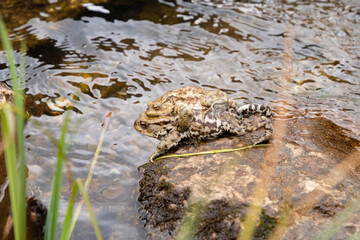 Mating frogs in a small lake in the alps in spring time