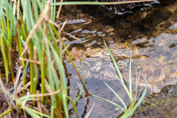 Mating frogs in a small lake in the alps in spring time
