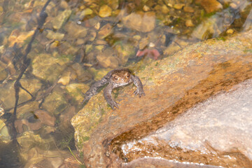 Mating frogs in a small lake in the alps in spring time