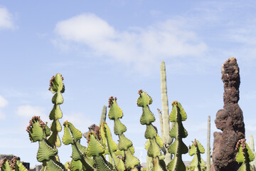 Cactus garden, Lanzarote, Canary Islands, Spain.