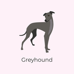 Italian Greyhound. Graceful greyhound dog breed. Vector illustration of a dog breed: small italian greyhound. A beautiful, graceful dog is suitable for the cover of notebooks. Hunting dog.