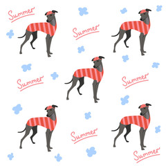 Italian greyhound in trendy summer clothes. Dog in an orange suit with a cap. Clothes for animals. Graceful breed of dog greyhound. Dog breed vector illustration: small italian greyhound.