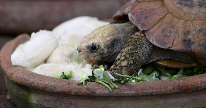 Closeup short of turtle inside zoo is eating vegetable and fruit. Animal, pet food feeding concept. 