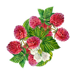 Raspberry. A branch of ripe raspberries with berries, leaves and flowers. watercolor illustration. On white background.