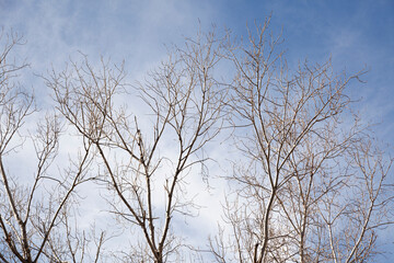 Fototapeta na wymiar paisaje con varios arboles de hoja caduca en los que solo las ramas sin hojas destacan en el cielo azul