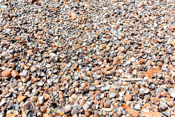 múltiples conchas de almejas  en todo el litoral de la playa en Málaga, España