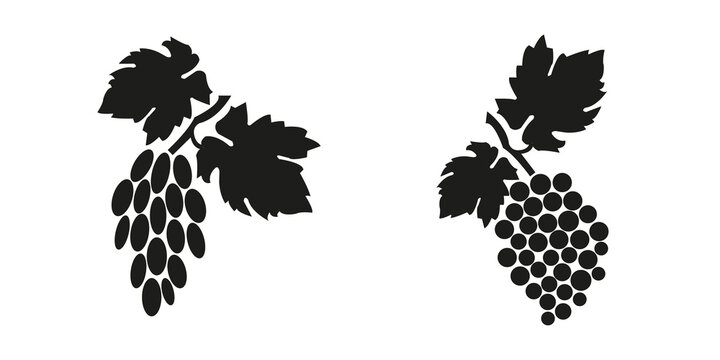 Vector Set of grapes with leaves