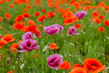 Beautiful wild purple and red poppies. Background. Nature.