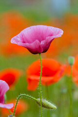 Fototapeta premium Beautiful wild purple and red poppies. Background. Nature.