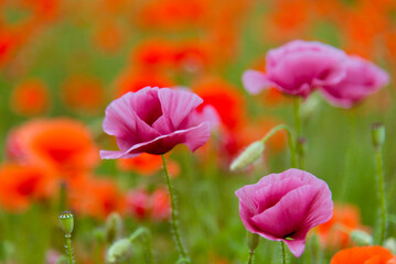 Beautiful wild purple and red poppies. Background. Nature.