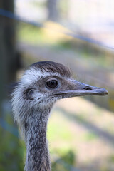 close up of a ostrich emu