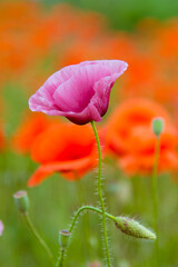 Obraz premium Beautiful wild purple and red poppies. Background. Nature.