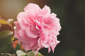 Beautiful pink rose flower with rain drops, Rose blossom petals with water droplets in wet garden, Natural background in rainy season, freshness, relaxation, flowers queen of love, valentine symbol.