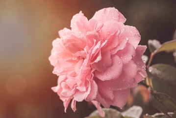 pink rose in a garden