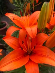 orange tiger lily