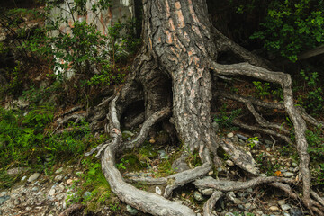 Exposed tree roots close-up. Old tree.