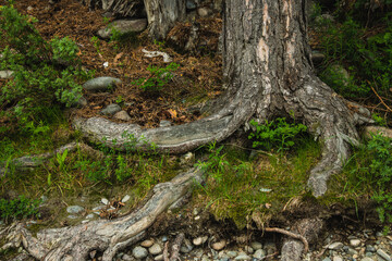 Obraz premium Exposed tree roots close-up. Old tree.