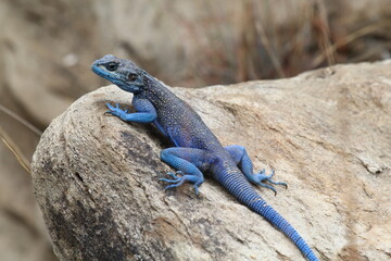 lizard on a stone