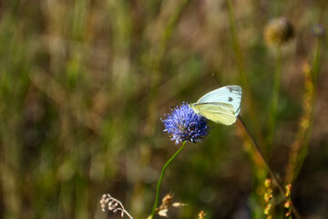 Schmetterling - Butterfly High quality photo
