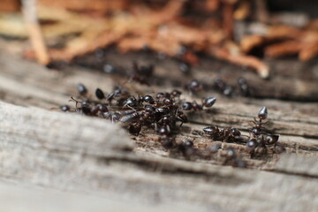 ants on the ground