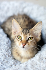 Naklejka premium Grey Fluffy cat bright portrait 