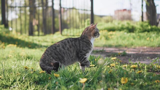 A cat with a long tail sits in the grass and watches its prey. Shooting a cat hunt