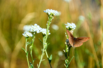 Schmetterling - Butterfly - Ecology - High quality photo - butterfly on white wildflowers