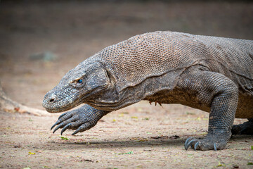 Komodo dragon
