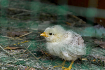 Little chicken behind a net in a chicken farm.