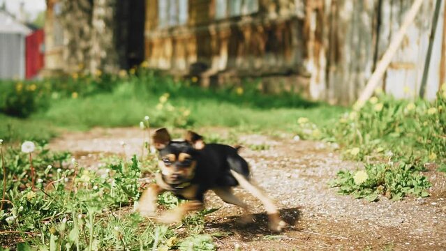 An evil small dog runs back and forth and barks towards the camera. Shooting in slow motion