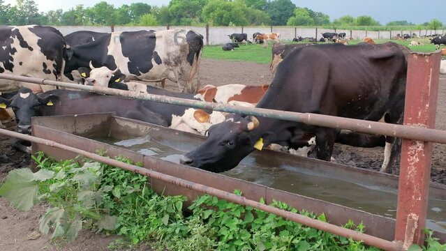 A milk cows drinking water from iron trough on dairy farm in summer. Breeding cows on an organic ecological farm.