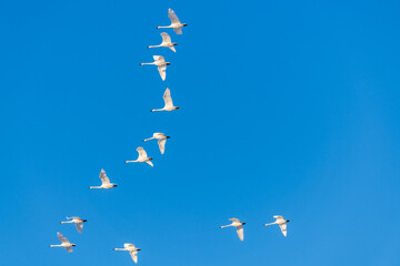 Large flock of white Canadian tundra trumpeter swans flying above with bright blue daytime sky in...