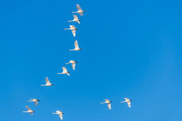 Obraz premium Large flock of white Canadian tundra trumpeter swans flying above with bright blue daytime sky in background.