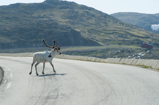 Reindeer crossing the Honningsvag roads
