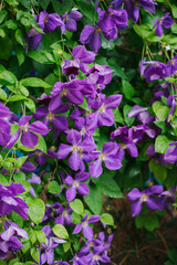 Blooming clematis flowers on a background of green foliage. Summer season, June. Natural background. Weaving plants. A hedge.