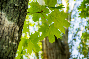 Fototapeta na wymiar background of green maple leaves
