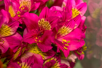 a bouquet of pink alstroemerias