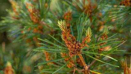 Young shoots and pine cones in the spring forest