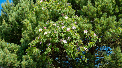 wild rose bush with pink flowers growing in pine branches