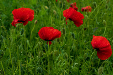 Four poppy flowers are covered with raindrops.